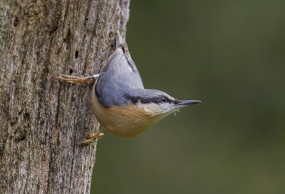 nuthatch