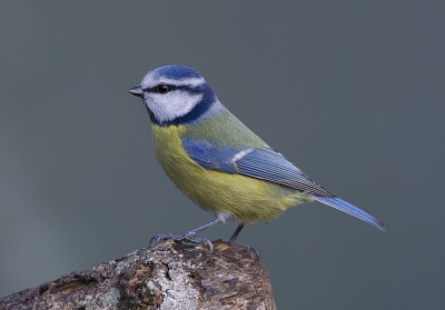  blue tit