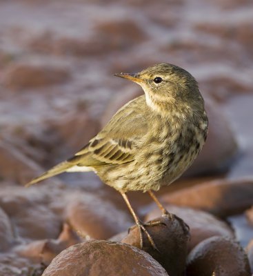  rock pipit