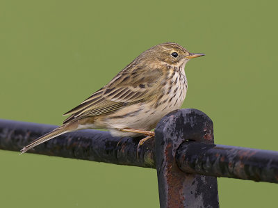  meadow pipit