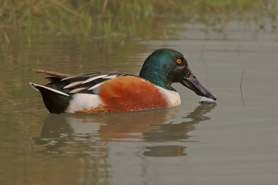  shoveler