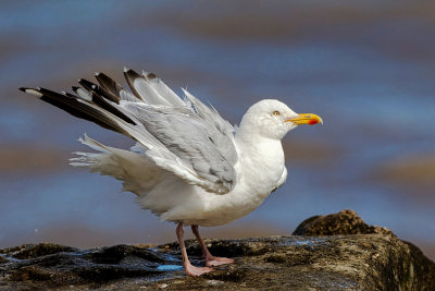  herring gull