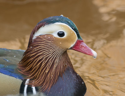  mandarin portrait