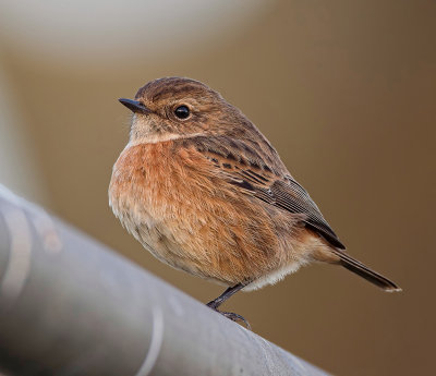 female stonechat captured at powderham devon
500mm + 1.4 tc