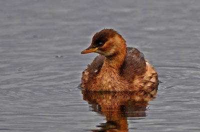 little grebe