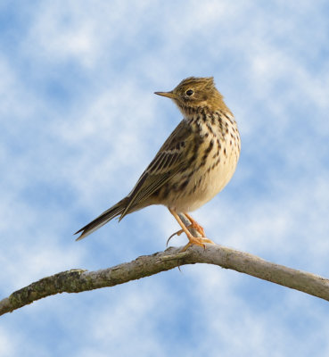  meadow pipit