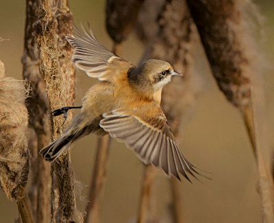 penduline tit 