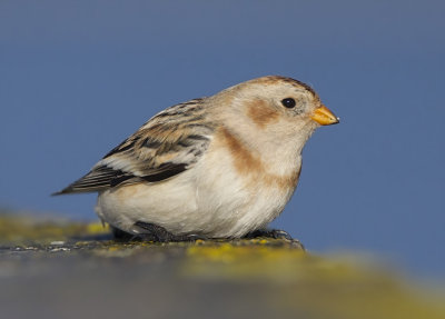  snow bunting