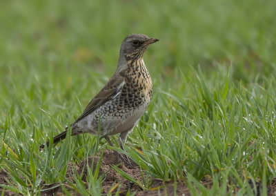  a scandinavian winter visitor captured at powderham devon uk