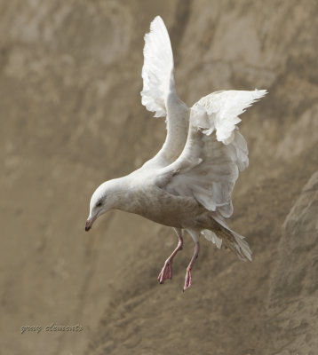 glaucous gull 