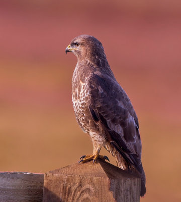 buzzard