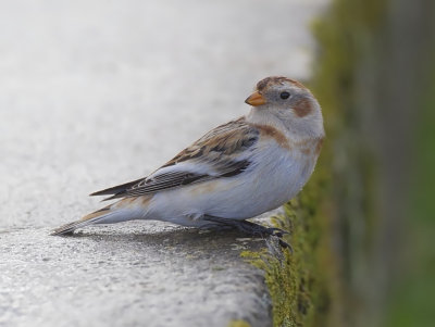 snow bunting