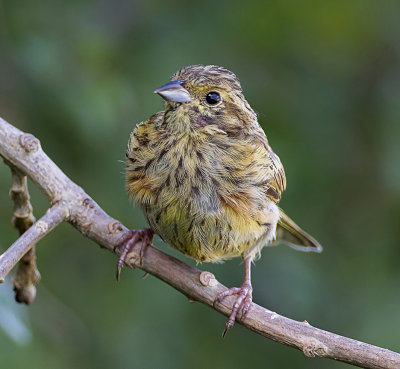  cirl bunting