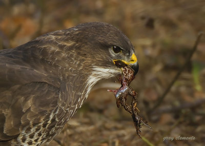 buzzard eating a frog
captured at stover park devon