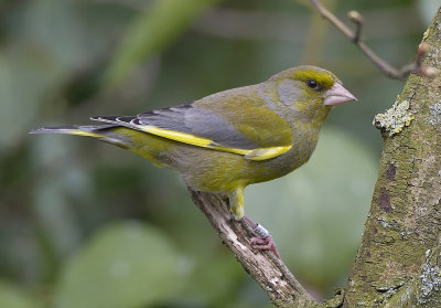 greenfinch