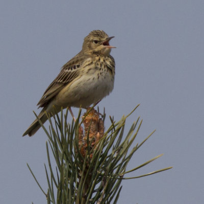 a distant tree pipit captured at yarner woods devon