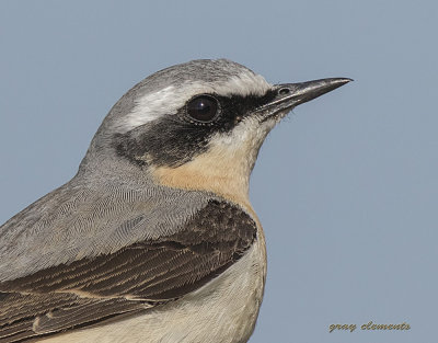  northern wheatear