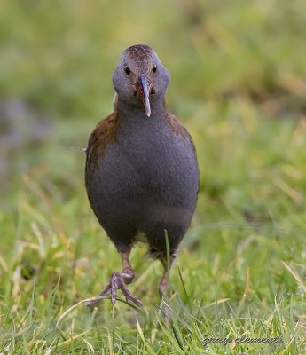 water rail 