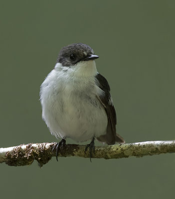 pied flycatcher