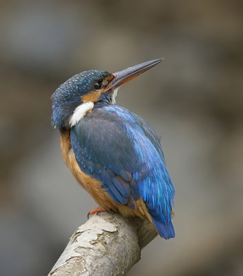 kingfisher (f)