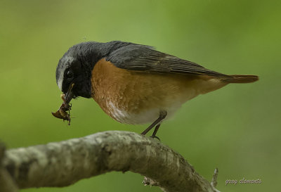 quite dark near the redstart  site,wonderful to watch both parent birds search for insects and return to feed their young
captured at bovey woods dartmoor devon uk