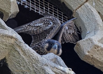 peregrine falcon (11)