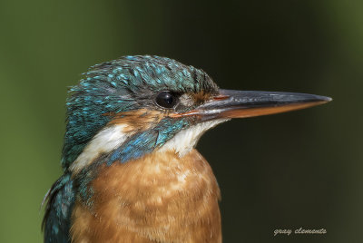 kingfisher (f)