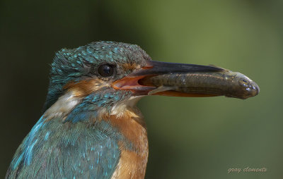  kingfisher (f)