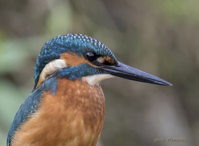 kingfisher (j )  (m)