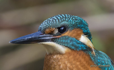 juvenile kingfisher