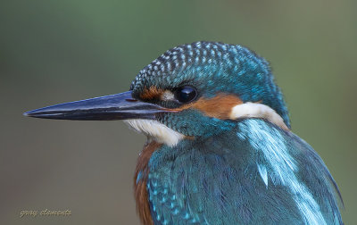 kingfisher (j)