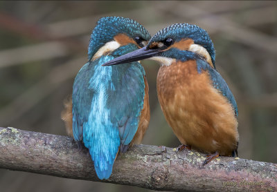 kingfishers (juv)