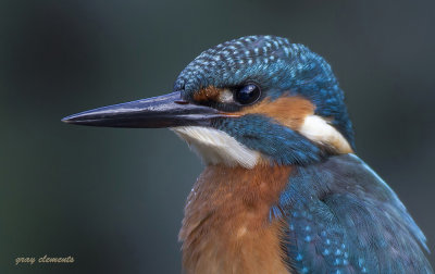  kingfisher captured on a devon stream