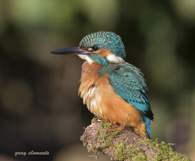 young female kingfisher