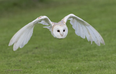 barn owl