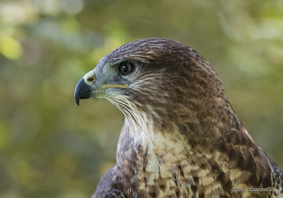 buzzard (juv)