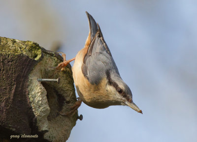  nuthatch