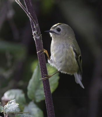  goldcrest