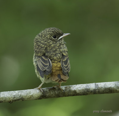 just out the nest
captured at yarner wood devon
   BEST VIEWED IN ORIGINAL MODE