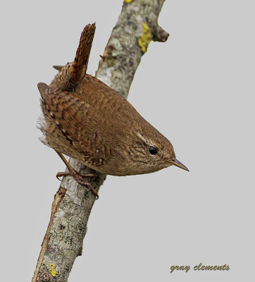  wren