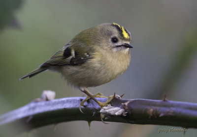 goldcrest (12)