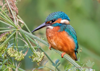 kingfisher (m)