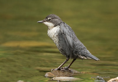 dipper (juv)