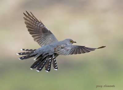 cuckoos of dartmoor devon uk