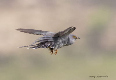 male cuckoo in flight