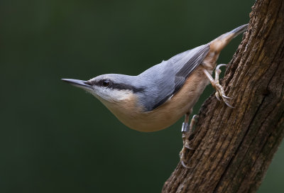 nuthatches of devon