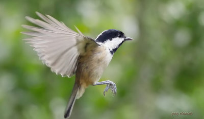 coal tit in flight