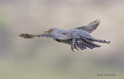 male cuckoo in flight
