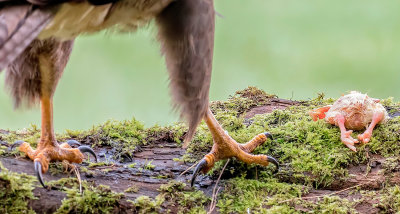 buzzard