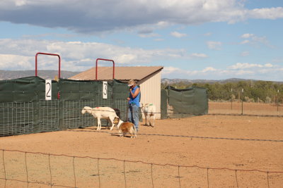 ahba_herding_trial
